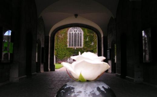 A rose is a rose is a rose...